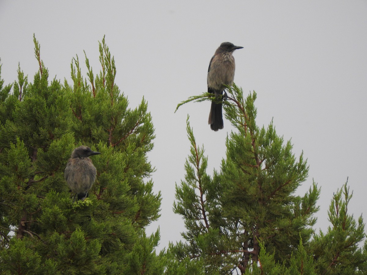 Woodhouse's Scrub-Jay (Woodhouse's) - Cole Gaerber