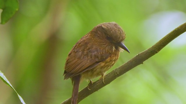 White-whiskered Puffbird - ML208742551