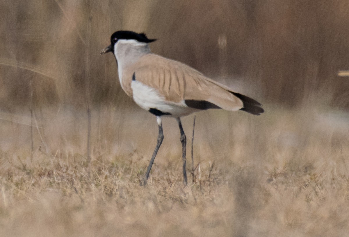 River Lapwing - ML208742591