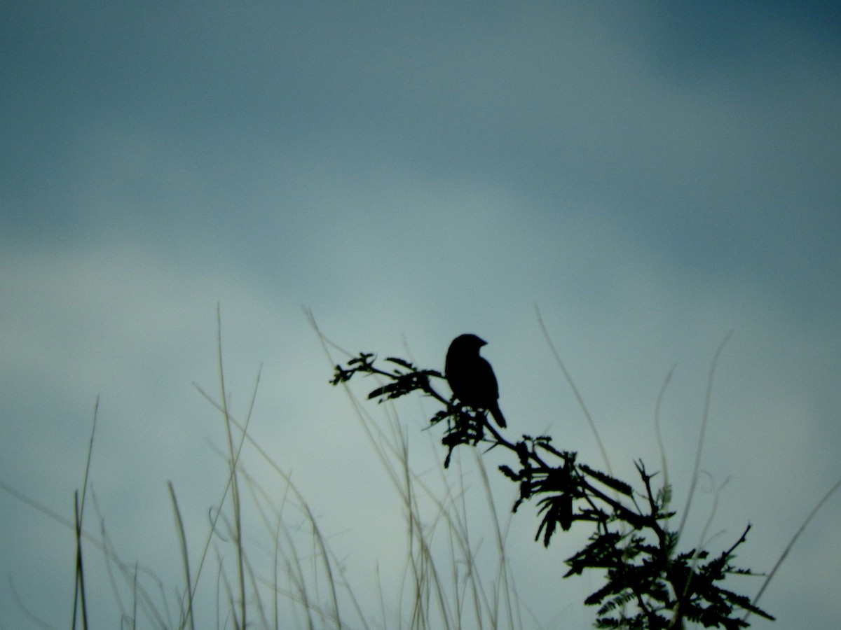 Grasshopper Sparrow - Cole Gaerber