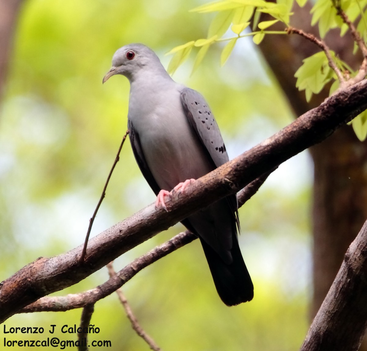 Blue Ground Dove - ML208743041