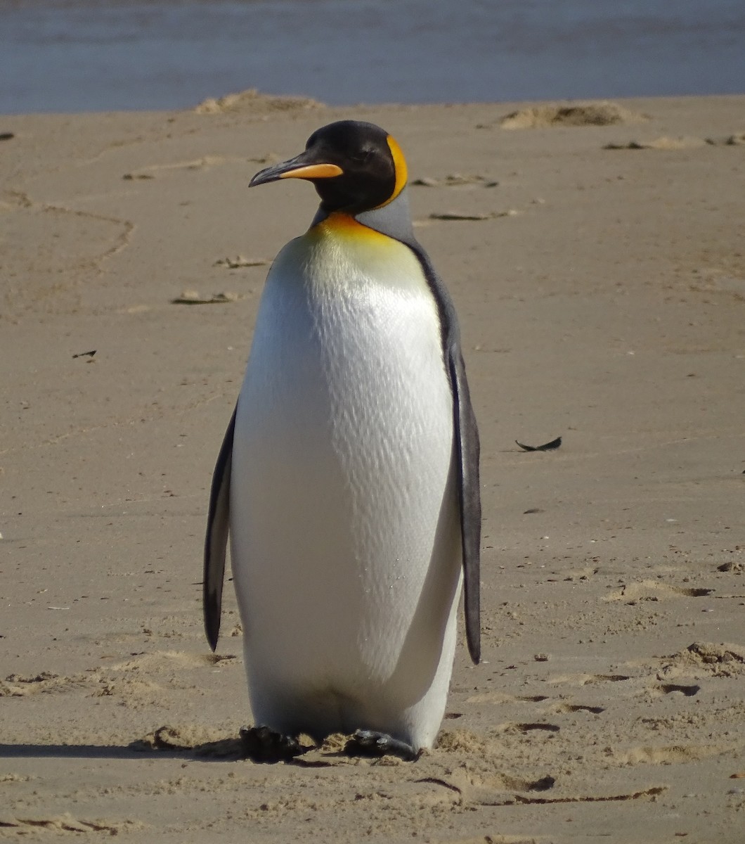 Королевский пингвин - ML208743061