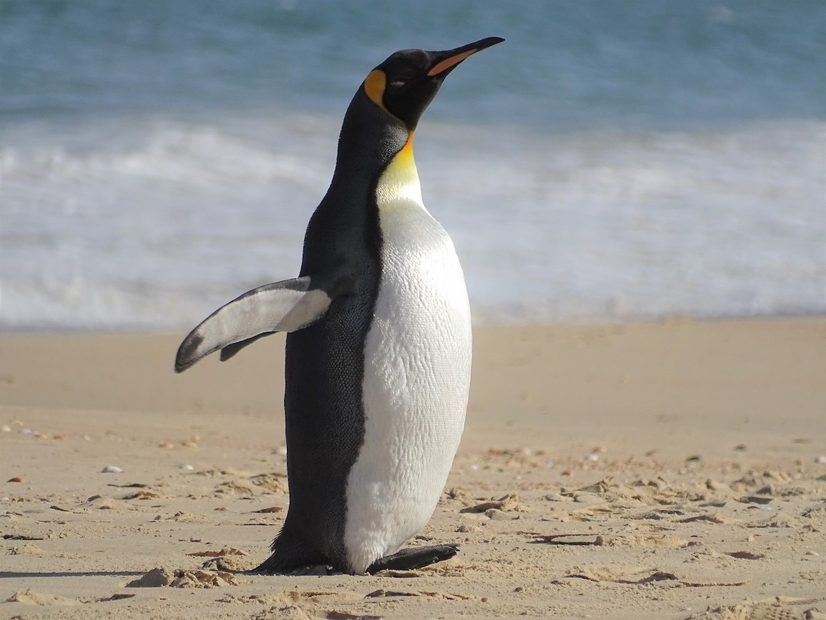 Königspinguin - ML208743071