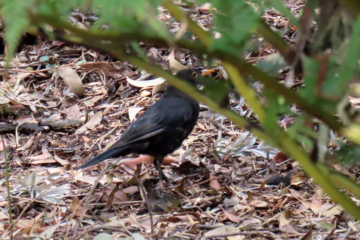 Eurasian Blackbird - ML208743801