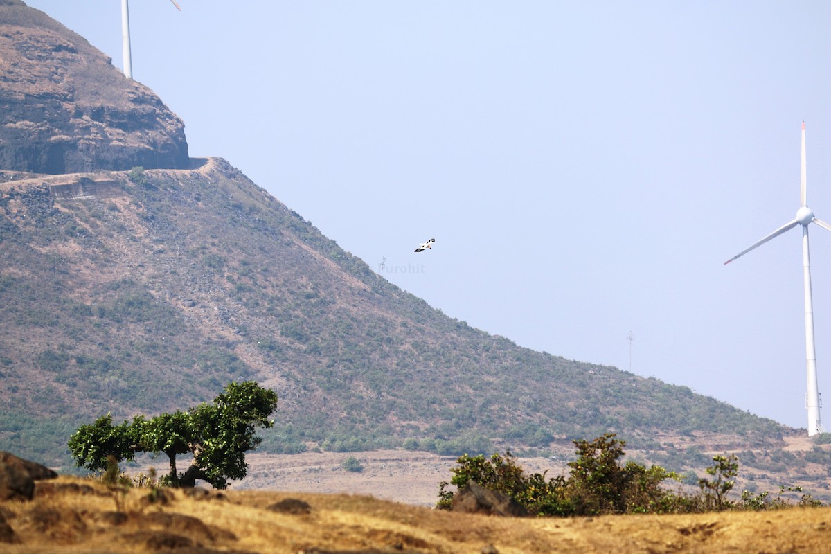 Egyptian Vulture - ML208744601