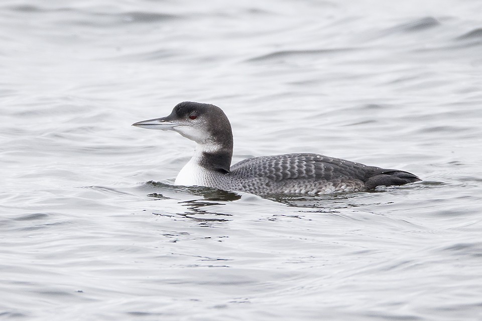 Common Loon - ML20874481