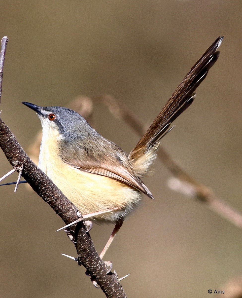 Ashy Prinia - Ains Priestman