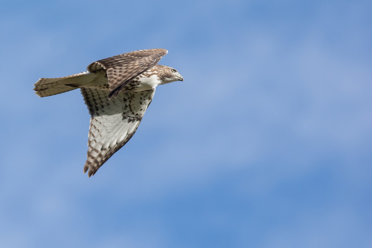 tanımsız Buteo sp. - ML20874511