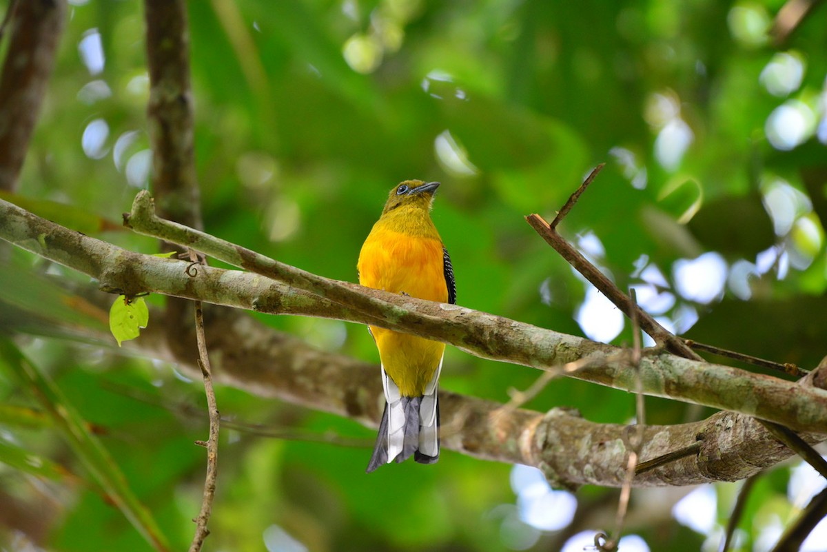 Orange-breasted Trogon - ML208745841