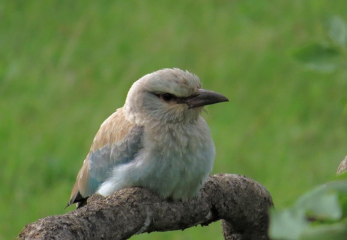 European Roller - ML208745851