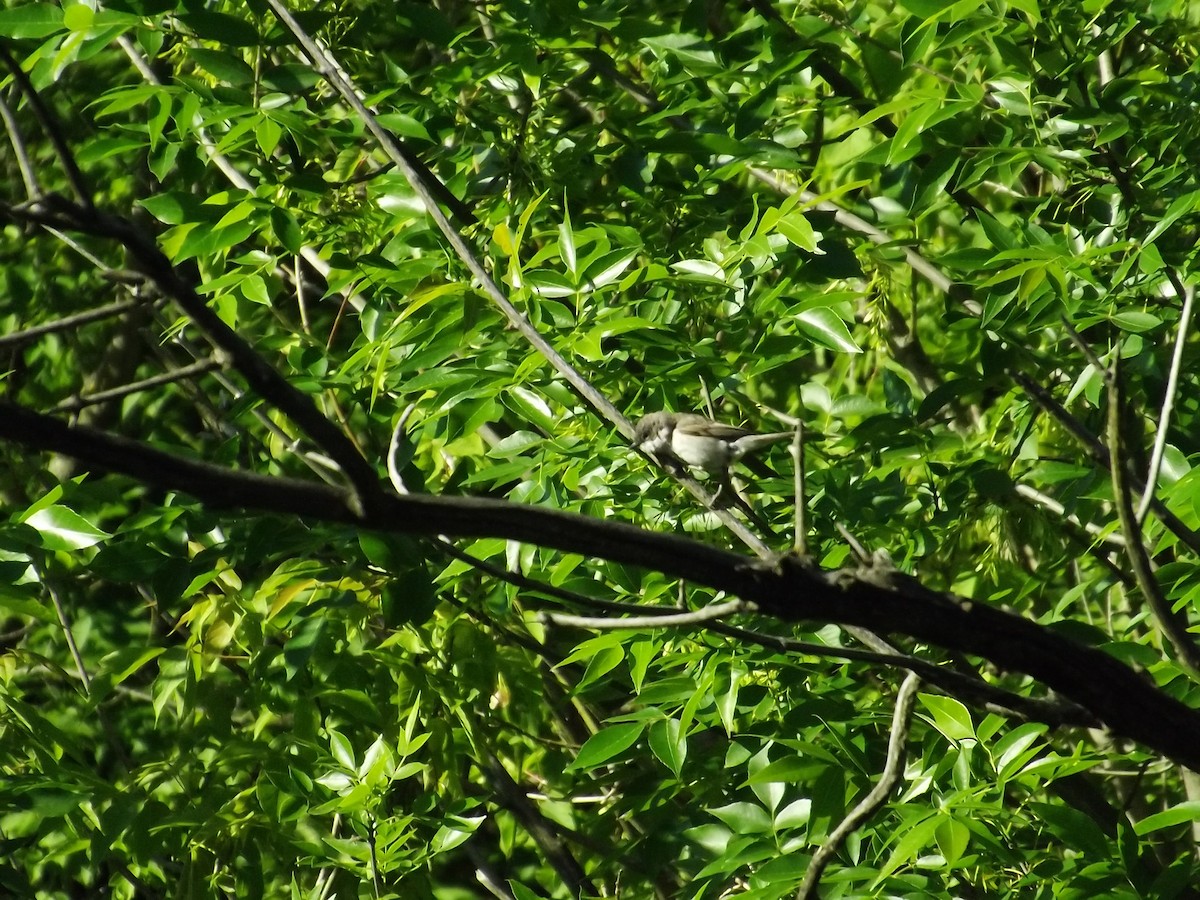 Lesser Whitethroat - Igor Kozytsky