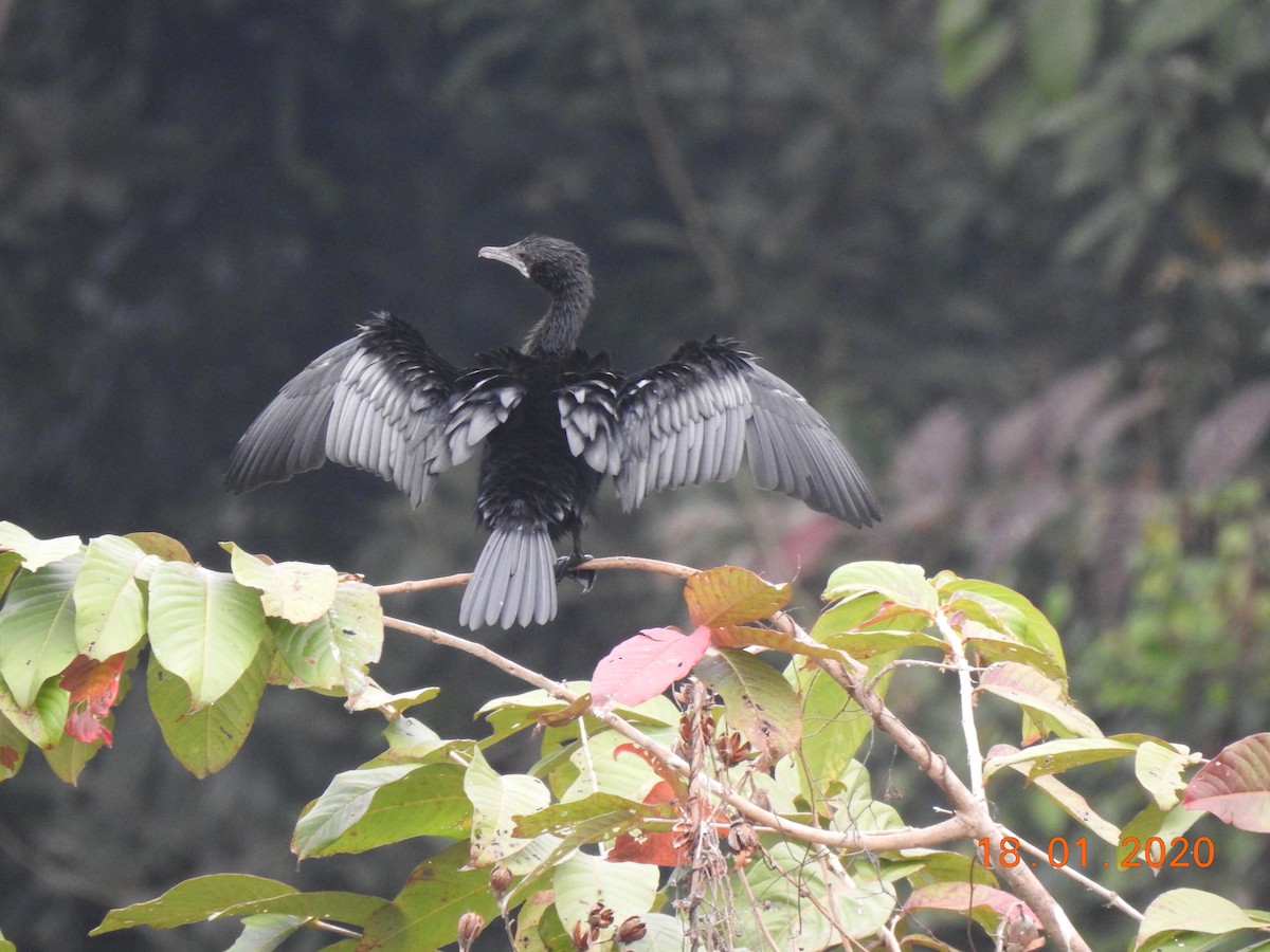 Cormorán de Java - ML208747731