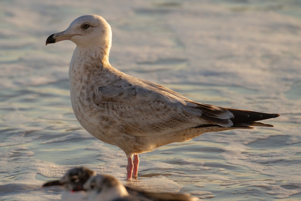 American Herring Gull - ML208748031