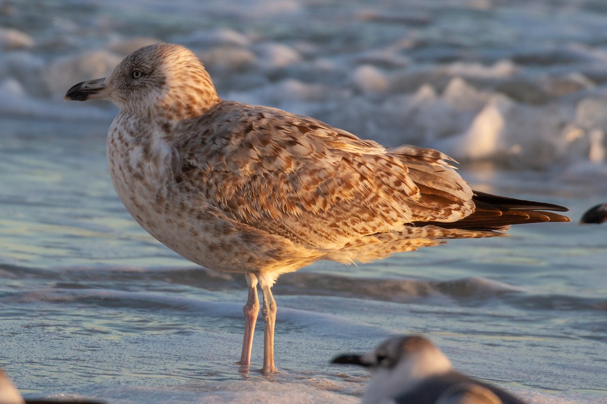 American Herring Gull - ML208748101