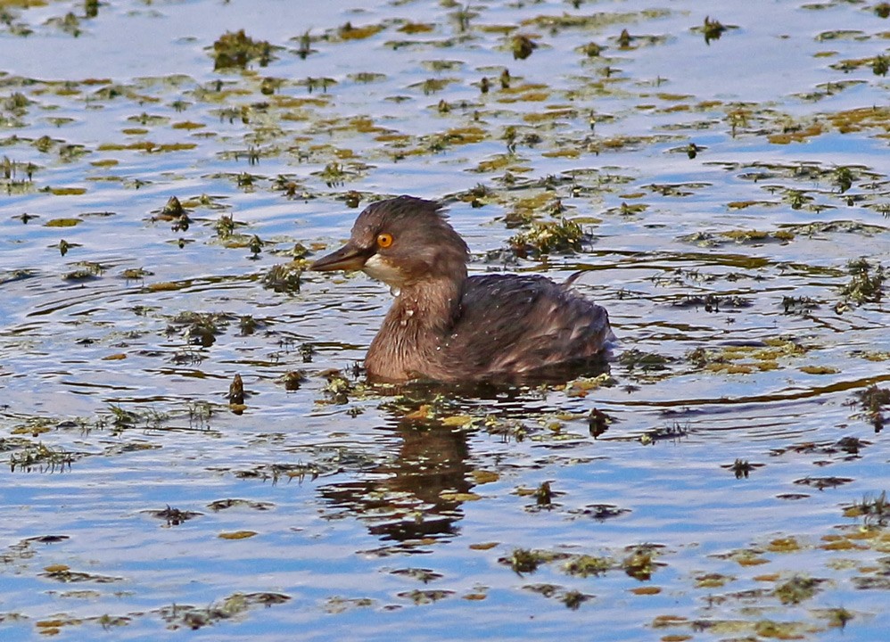 Least Grebe - ML20874811