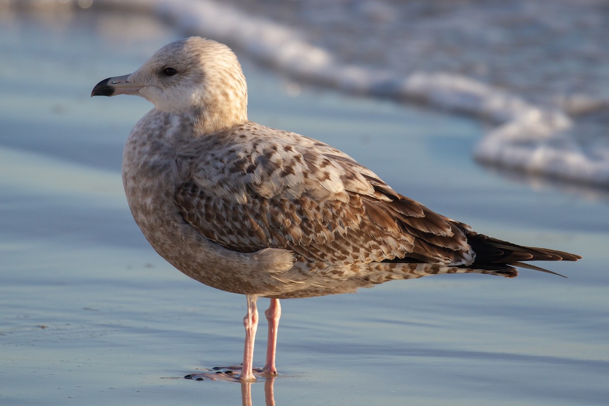 American Herring Gull - ML208748141