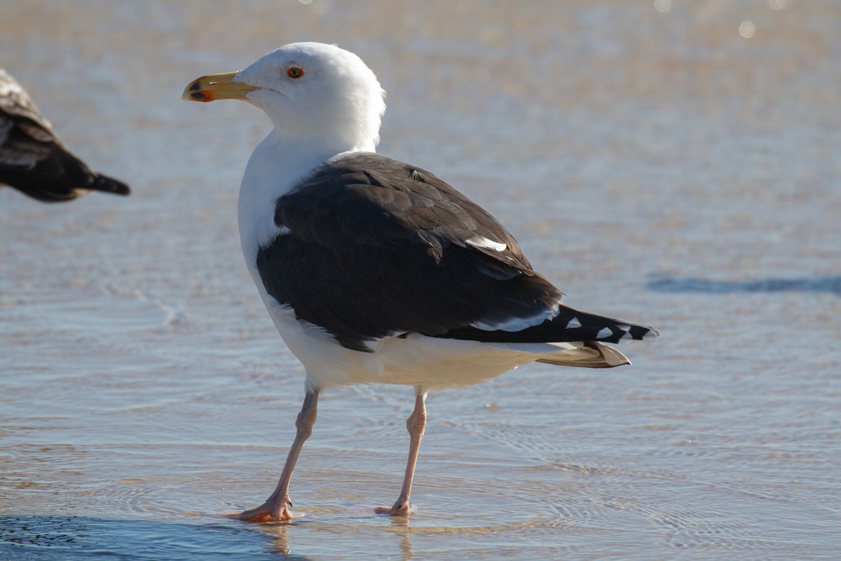 Great Black-backed Gull - ML208748721