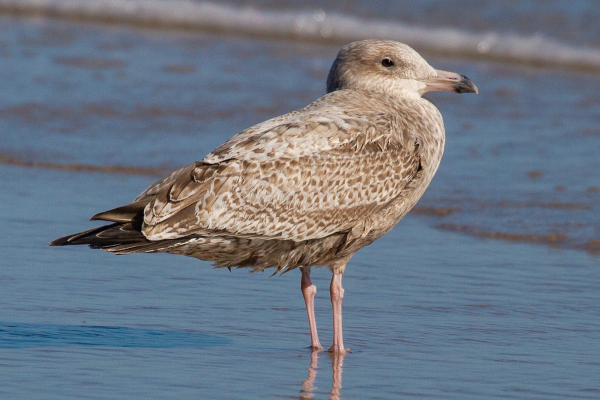 American Herring Gull - ML208748731