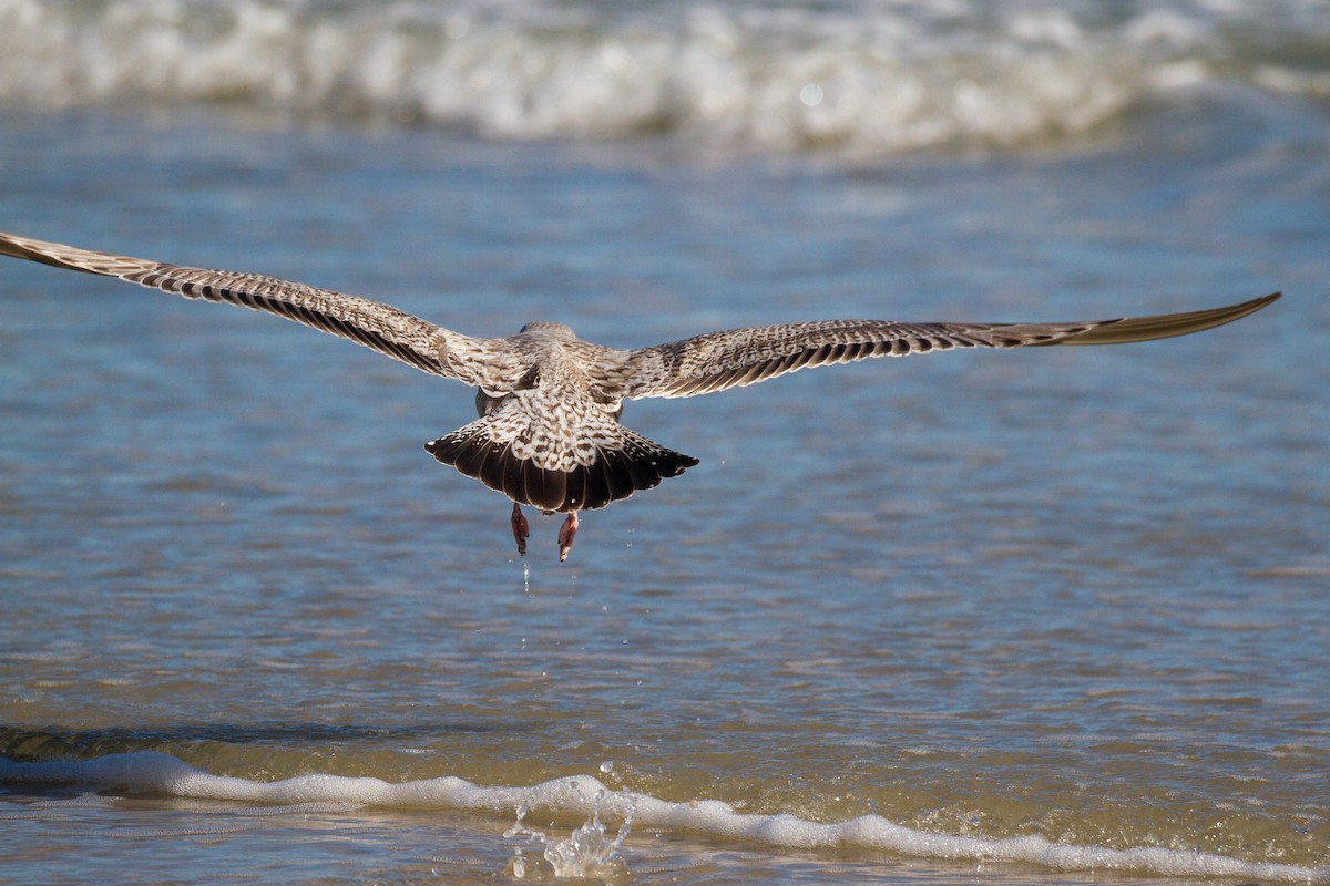 American Herring Gull - ML208748741
