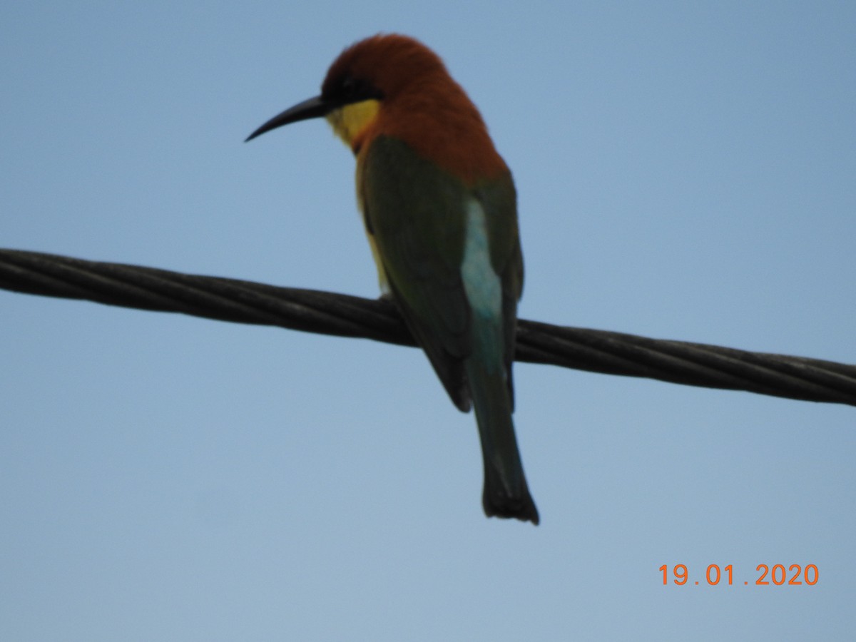 Chestnut-headed Bee-eater - ML208749211