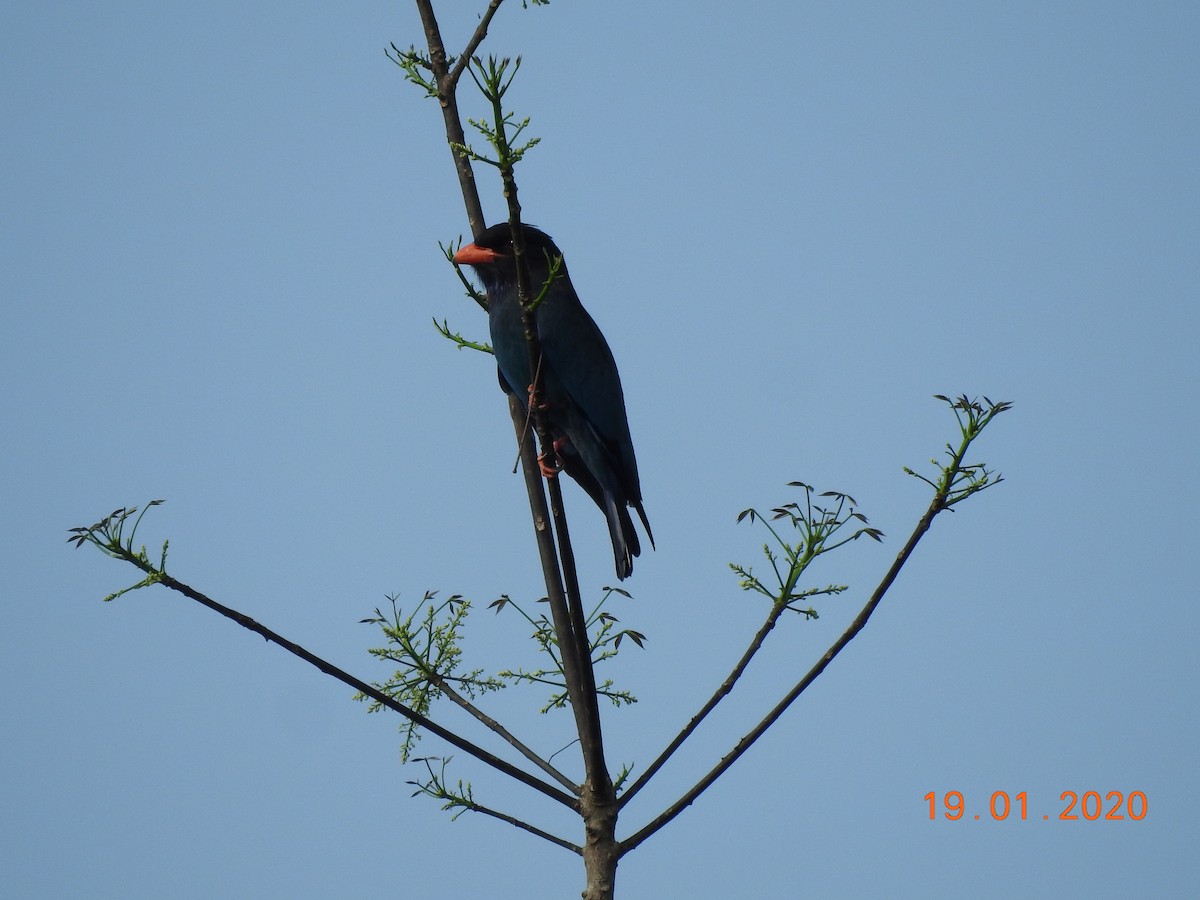 Dollarbird - ML208749221