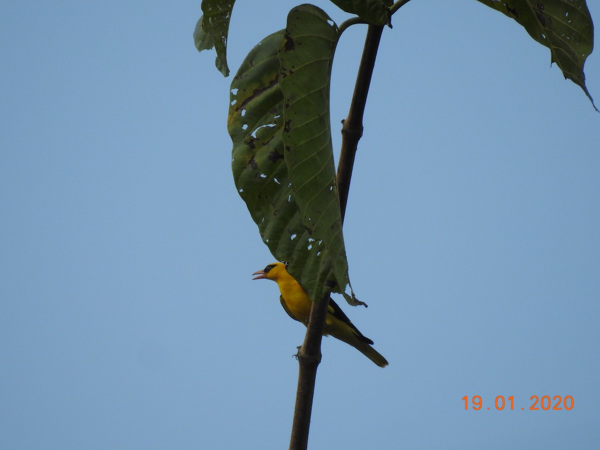 Indian Golden Oriole - ML208749281