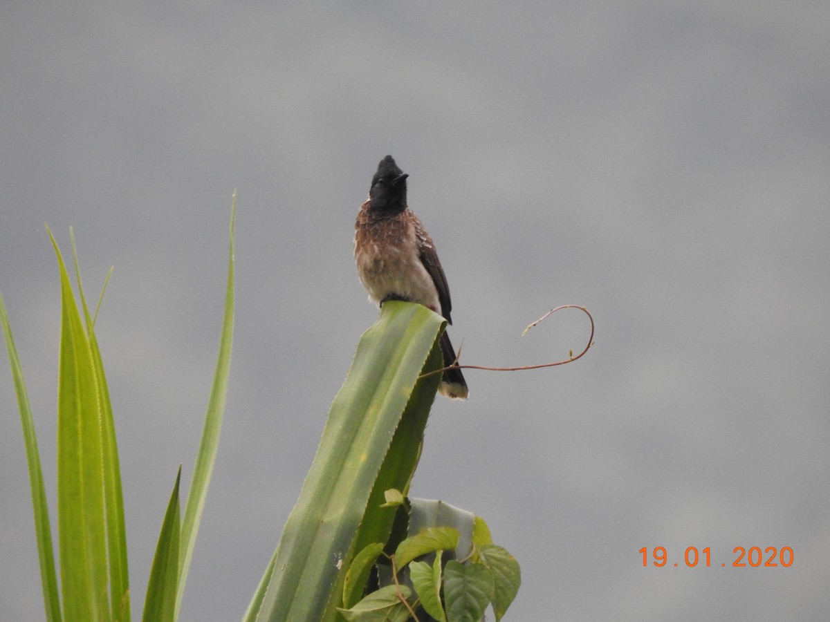 Red-vented Bulbul - ML208749291