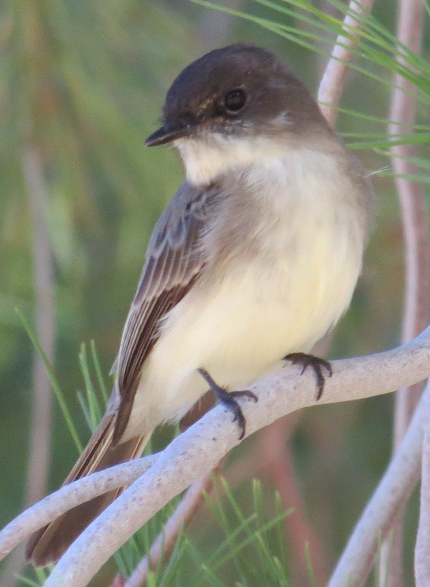 Eastern Phoebe - ML20874931