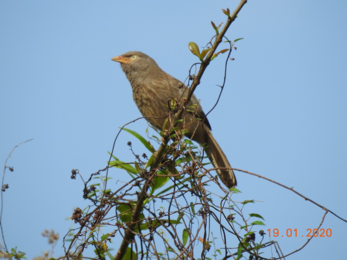 Jungle Babbler - ML208749311