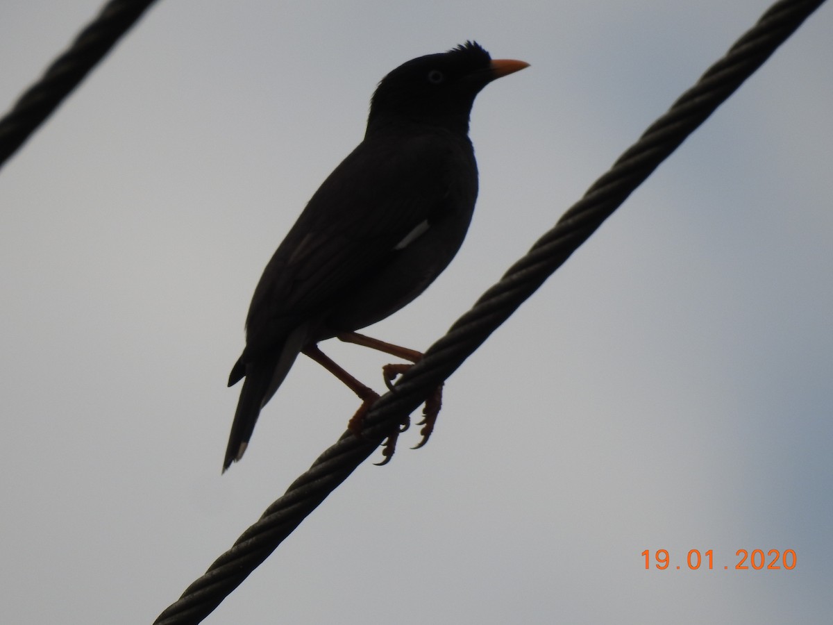 Jungle Myna - ML208749331