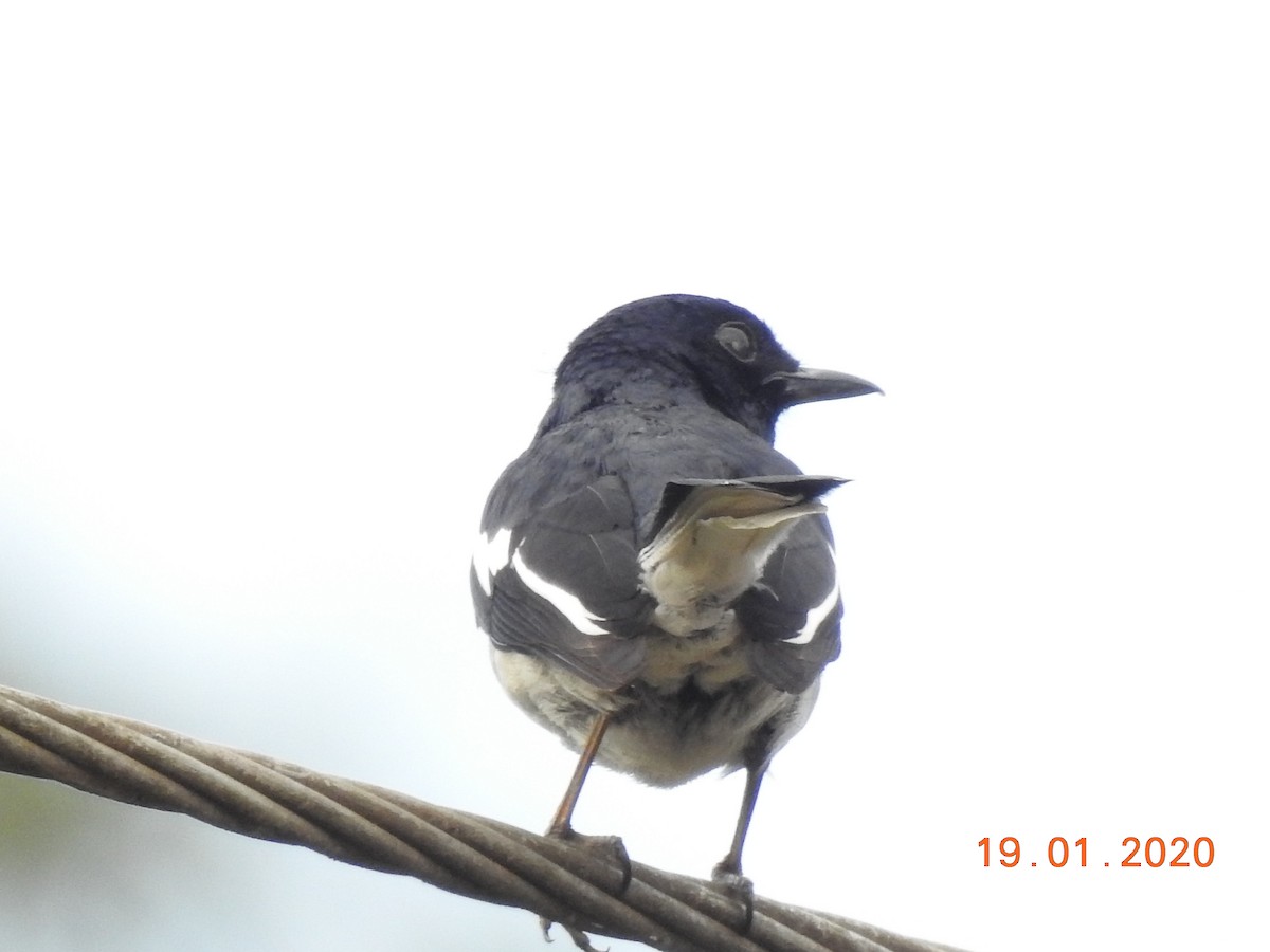 Oriental Magpie-Robin - ML208749341