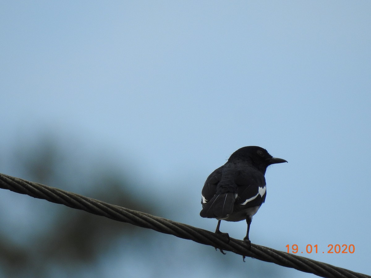 Oriental Magpie-Robin - ML208749361
