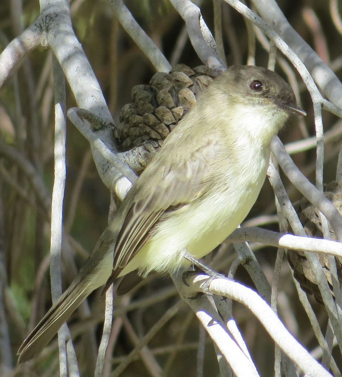 Eastern Phoebe - ML20874941