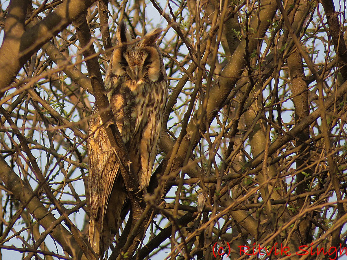 Long-eared Owl (Eurasian) - ML208750791