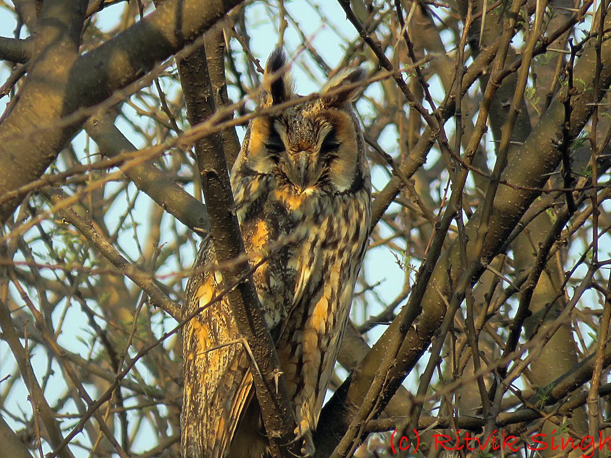 Long-eared Owl (Eurasian) - ML208750801