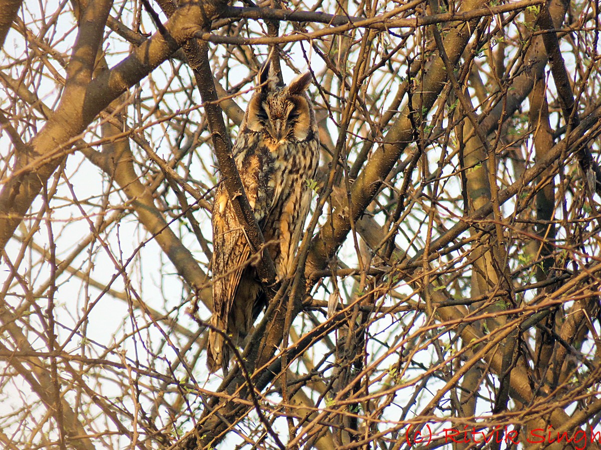 kalous ušatý (ssp. otus/canariensis) - ML208750821