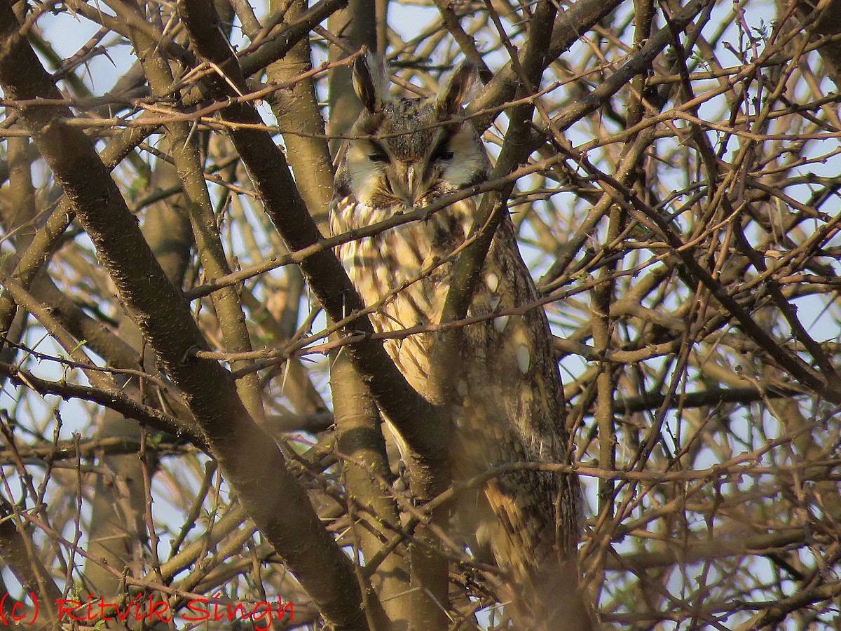 Long-eared Owl (Eurasian) - ML208750831