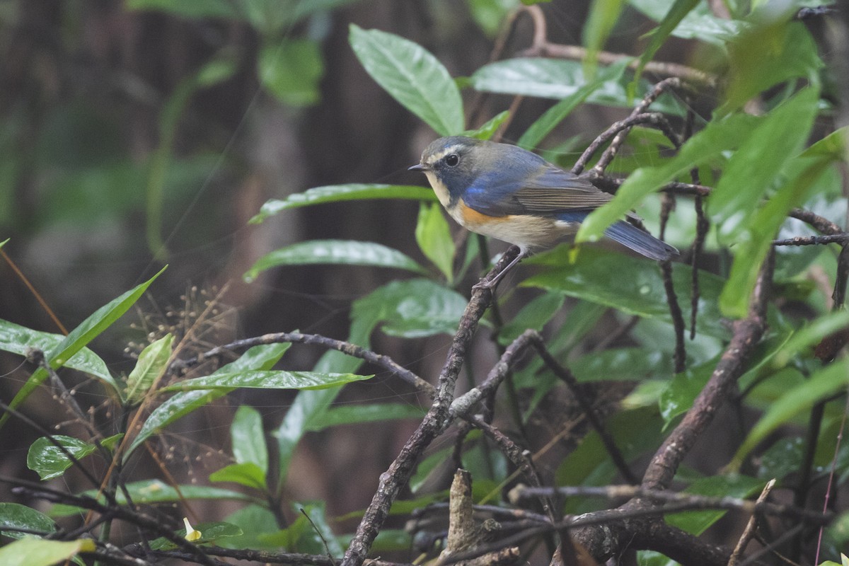 Red-flanked Bluetail - ML208751761