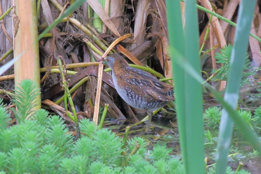 Zwergsumpfhuhn [palustris-Gruppe] - ML208751951