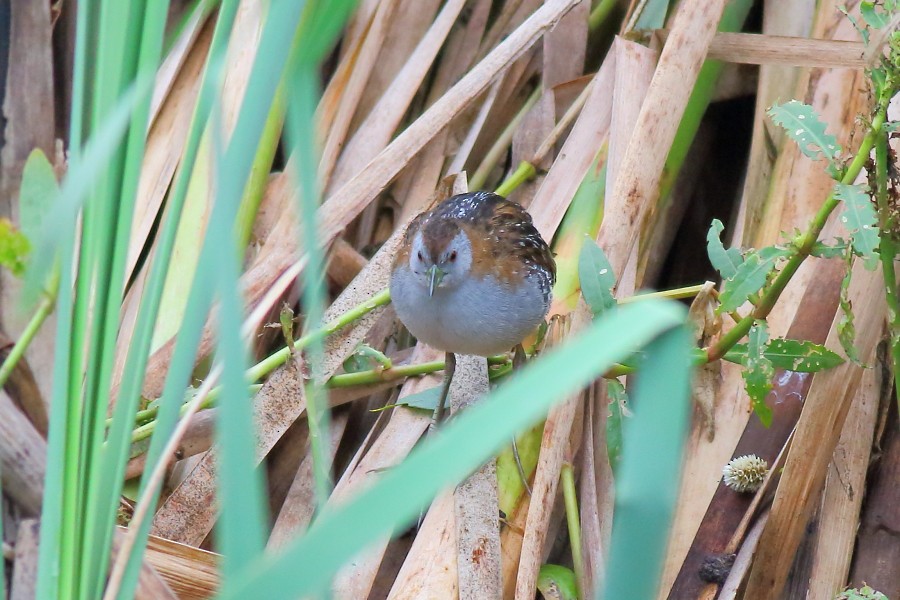 Baillon's Crake (Australasian) - Paul Lynch