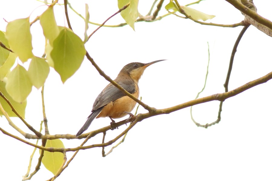 Eastern Spinebill - Paul Lynch