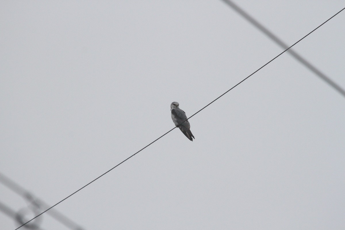 Black-winged Kite - ML208753051