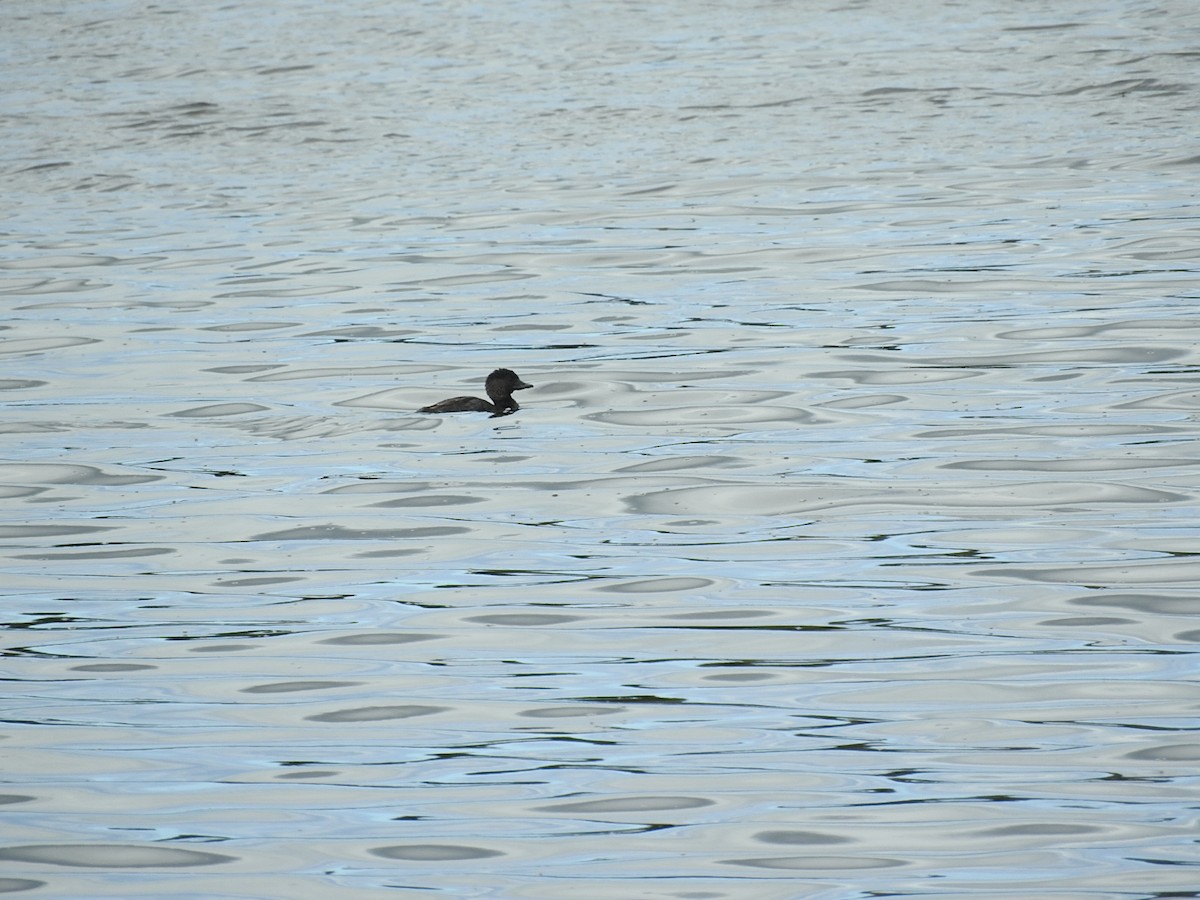 Musk Duck - George Vaughan