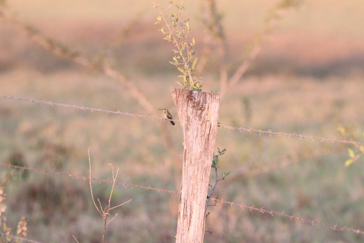 White-tailed Goldenthroat - ML208754431