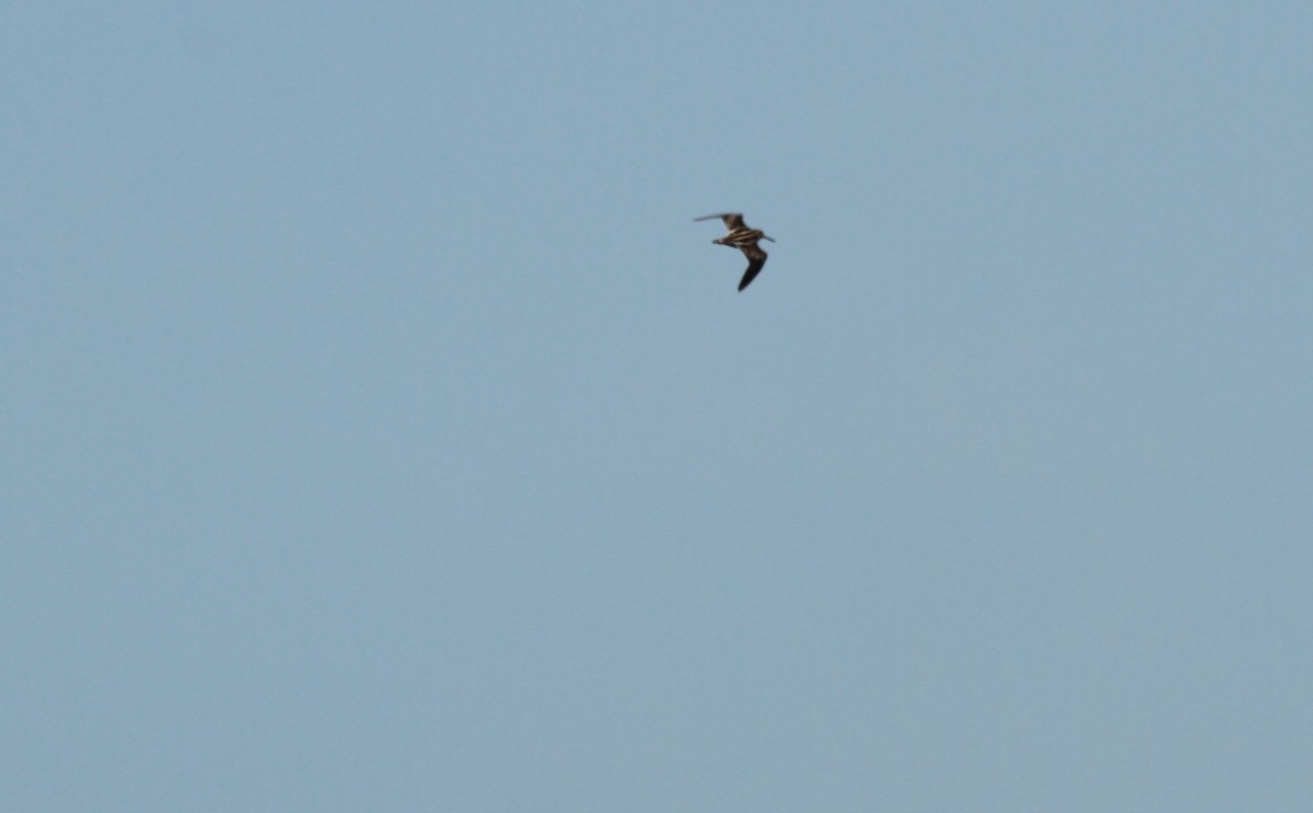 Pantanal Snipe - ML208754531