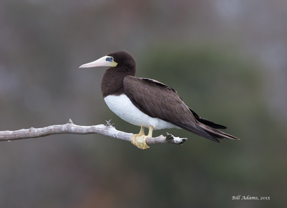 Brown Booby - Bill Adams