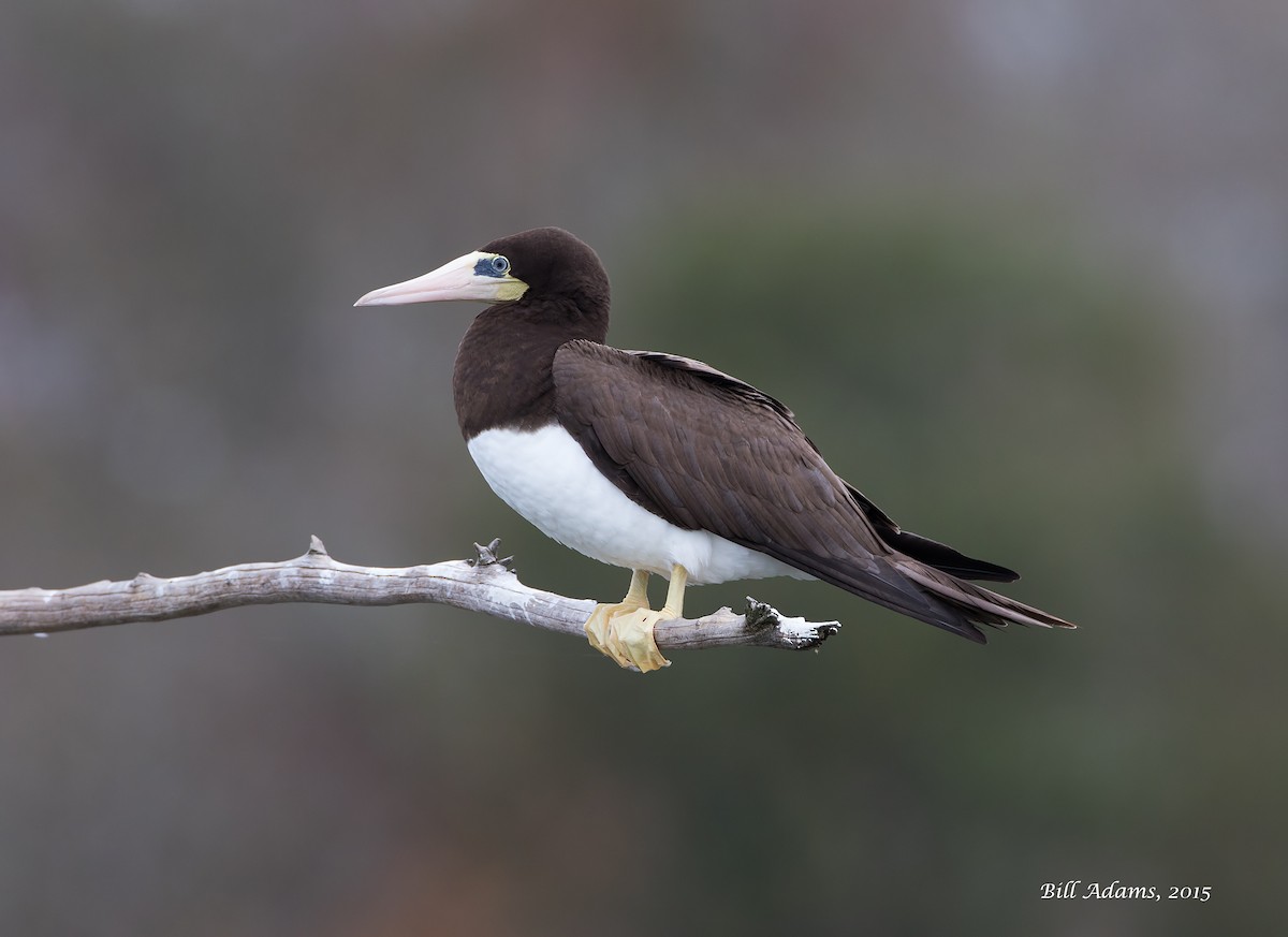 Brown Booby - ML20875501