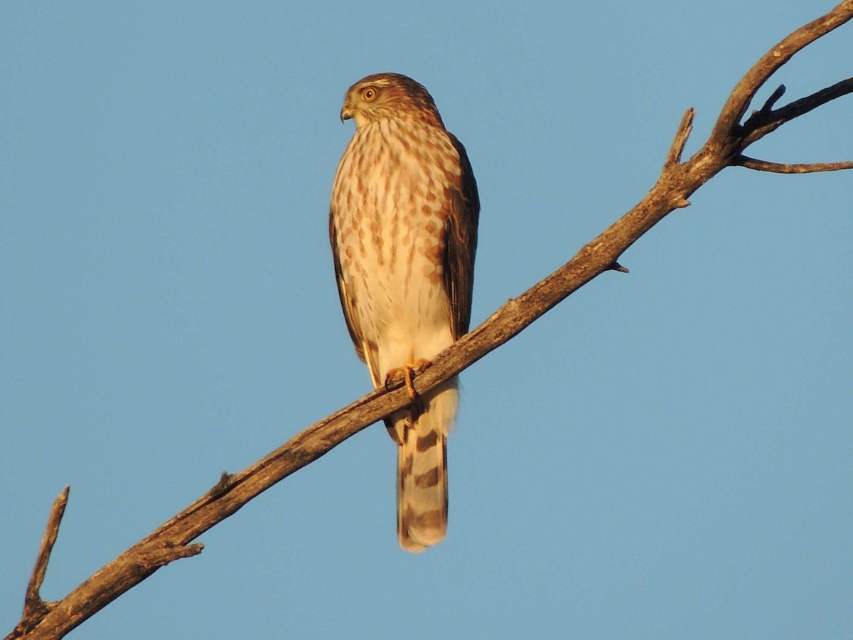 Sharp-shinned Hawk - ML20875511