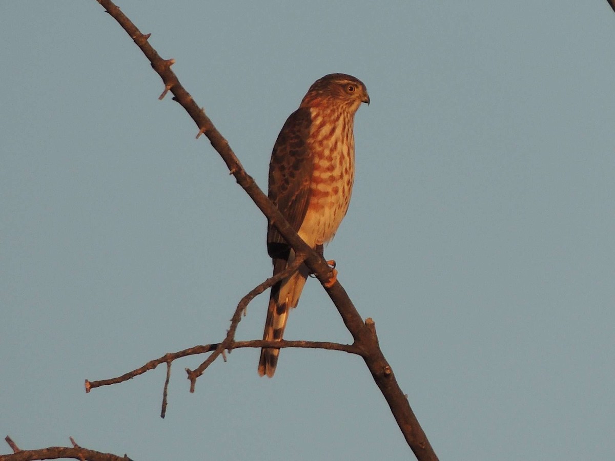 Sharp-shinned Hawk - ML20875521