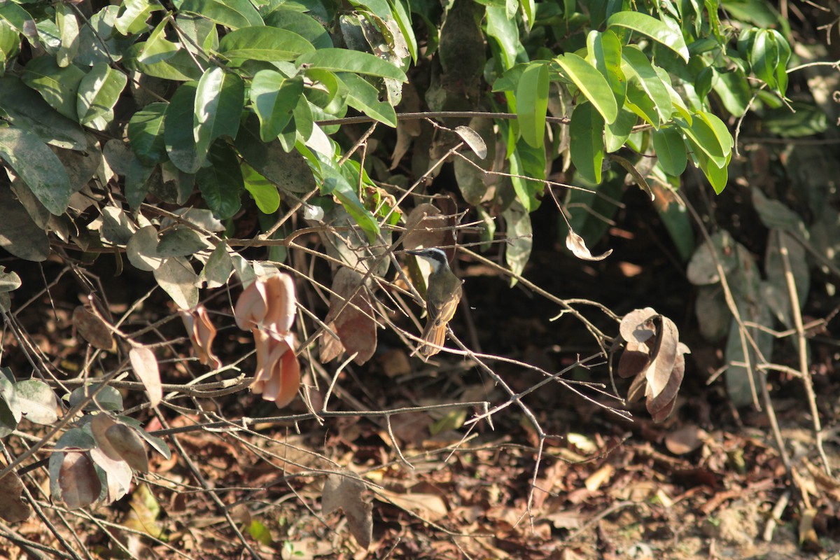 Lesser Kiskadee - ML208755481